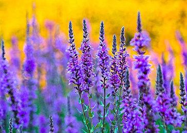 手机预装App无法卸载？专家认为是对消费者自主选择权的侵犯