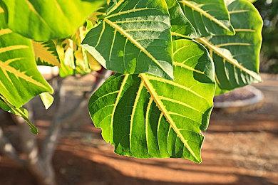 《秘密关卡》战锤40K剧集 将是《星际战士2》剧情延续